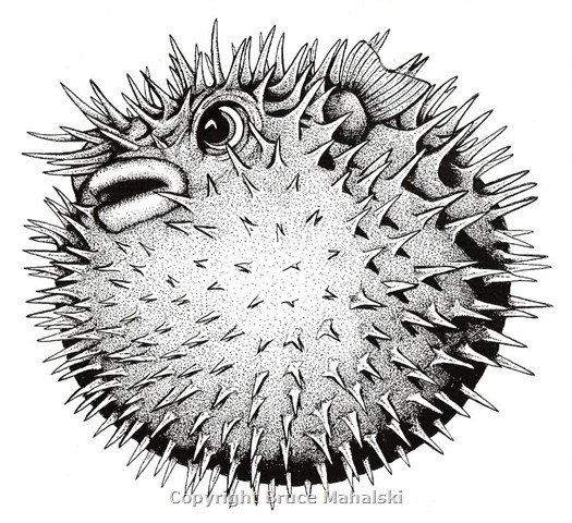 003. Porcupine Fish Inflated 2